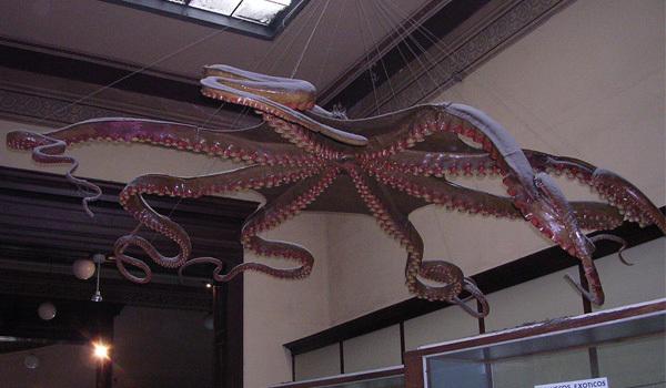 Zoologia invertebrados 5 Zoologia invertebrados 5