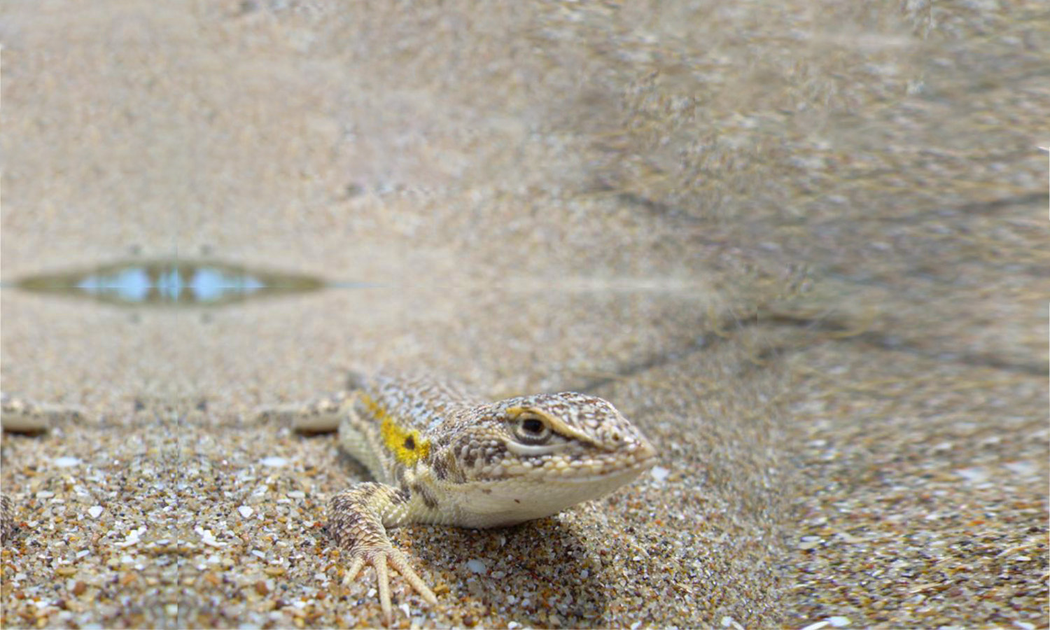 La lagartija de las dunas