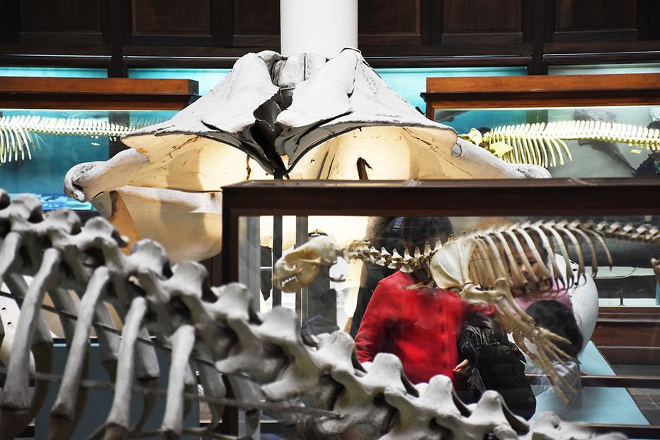 Puesta en valor de la Sala de Vertebrados Acuáticos Puesta en valor de la Sala de Vertebrados Acuáticos