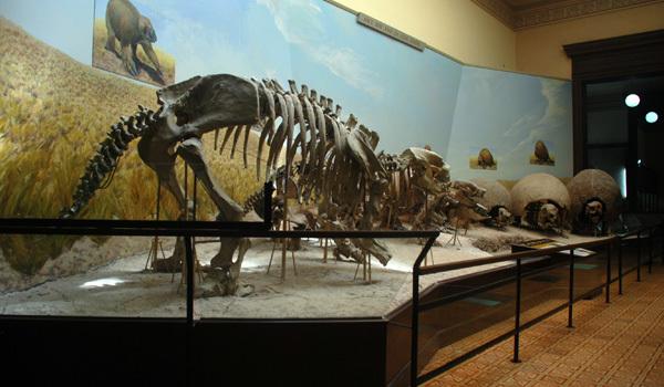 Paleontologia 4 Paleontologia 4