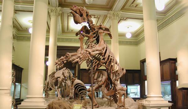 Paleontologia 6 Paleontologia 6