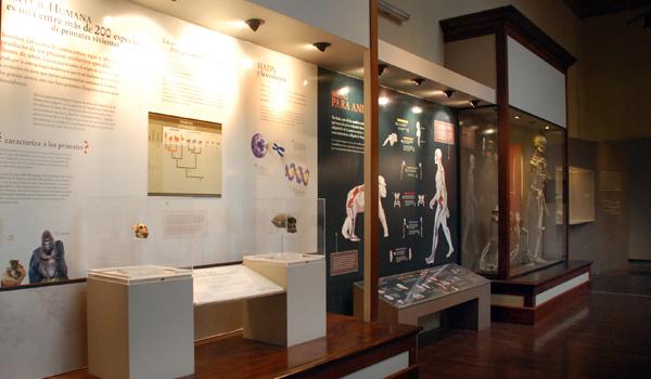 Sala antrpología biologica 4 Sala antrpología biologica 4